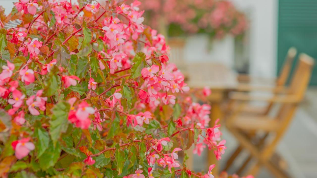 Comercial Boutique Guest House ポンタ・デルガダ エクステリア 写真